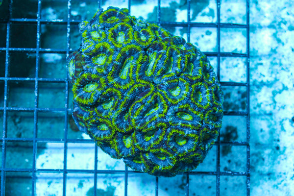 LIVE CORAL - WYSIWYG - 10.30.104