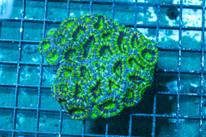 LIVE CORAL - WYSIWYG - 10.30.105