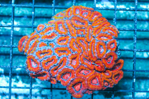 LIVE CORAL - WYSIWYG - 10.30.107