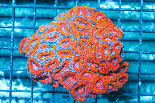 LIVE CORAL - WYSIWYG - 10.30.107