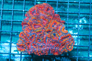 LIVE CORAL - WYSIWYG - 10.30.108