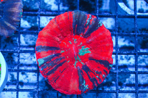 LIVE CORAL - WYSIWYG - 10.30.11