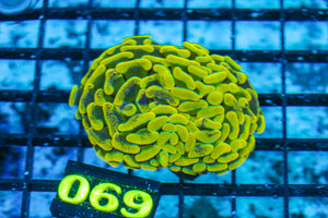 LIVE CORAL - WYSIWYG - 10.30.114