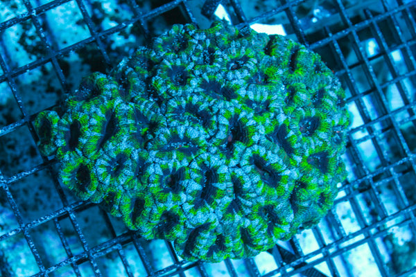 LIVE CORAL - WYSIWYG - 10.30.115