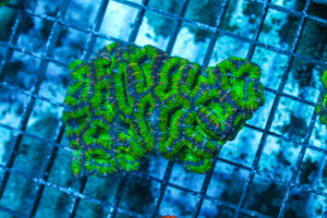 LIVE CORAL - WYSIWYG - 10.30.117