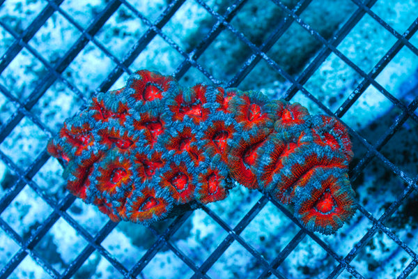 LIVE CORAL - WYSIWYG - 10.30.118