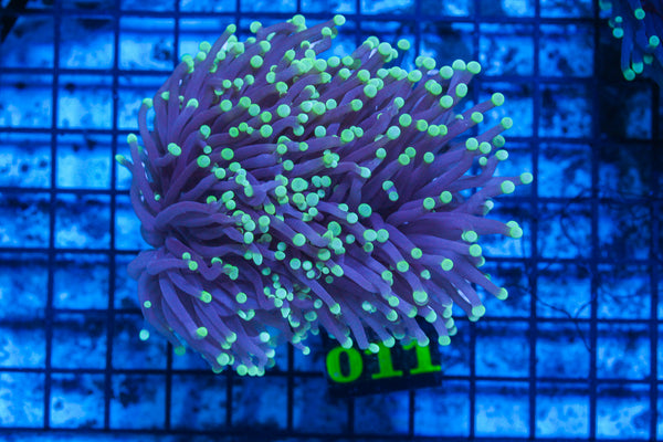 LIVE CORAL - WYSIWYG - 10.30.119