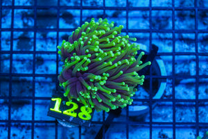 LIVE CORAL - WYSIWYG - 10.30.120