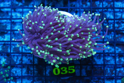 LIVE CORAL - WYSIWYG - 10.30.121