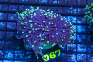 LIVE CORAL - WYSIWYG - 10.30.123