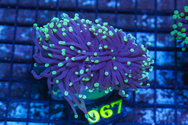 LIVE CORAL - WYSIWYG - 10.30.123