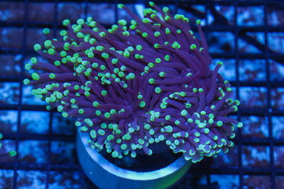 LIVE CORAL - WYSIWYG - 10.30.124