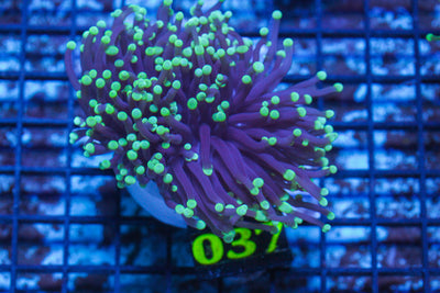 LIVE CORAL - WYSIWYG - 10.30.125