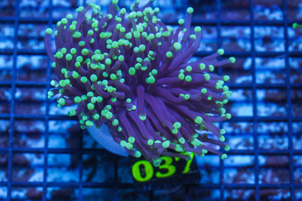 LIVE CORAL - WYSIWYG - 10.30.125