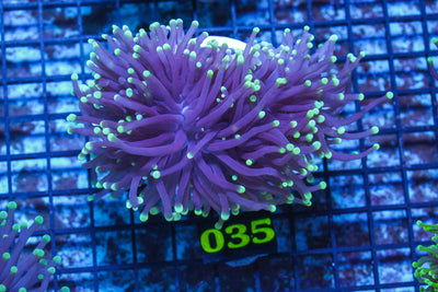 LIVE CORAL - WYSIWYG - 10.30.126