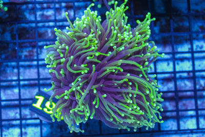 LIVE CORAL - WYSIWYG - 10.30.127