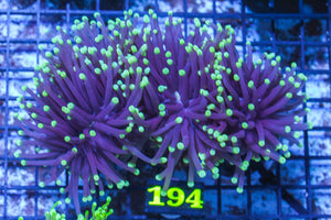 LIVE CORAL - WYSIWYG - 10.30.128