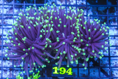 LIVE CORAL - WYSIWYG - 10.30.128