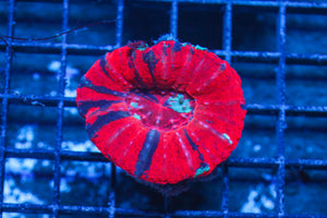 LIVE CORAL - WYSIWYG - 10.30.13