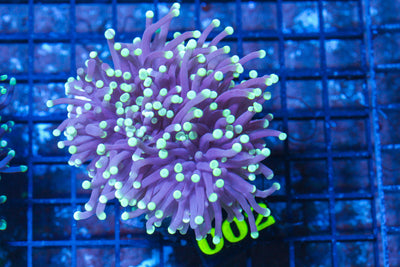 LIVE CORAL - WYSIWYG - 10.30.131