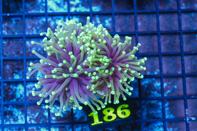 LIVE CORAL - WYSIWYG - 10.30.132