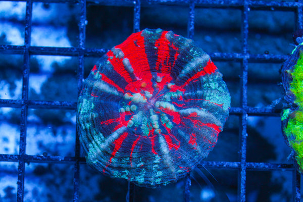 LIVE CORAL - WYSIWYG - 10.30.2