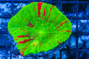 LIVE CORAL - WYSIWYG - 10.30.25