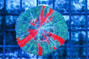 LIVE CORAL - WYSIWYG - 10.30.30