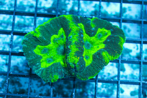 LIVE CORAL - WYSIWYG - 10.30.32