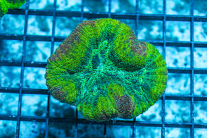 LIVE CORAL - WYSIWYG - 10.30.34
