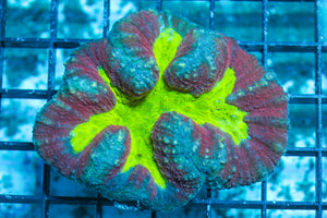 LIVE CORAL - WYSIWYG - 10.30.35