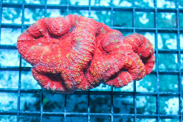 LIVE CORAL - WYSIWYG - 10.30.37
