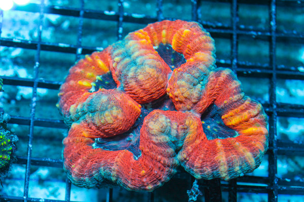 LIVE CORAL - WYSIWYG - 10.30.43