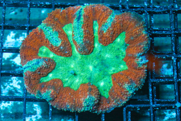 LIVE CORAL - WYSIWYG - 10.30.44