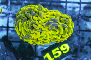 LIVE CORAL - WYSIWYG - 10.30.52