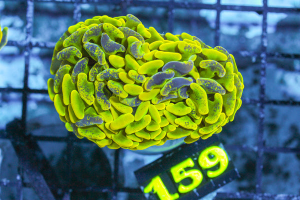 LIVE CORAL - WYSIWYG - 10.30.52