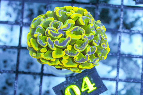 LIVE CORAL - WYSIWYG - 10.30.54
