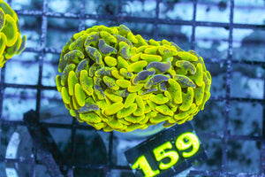LIVE CORAL - WYSIWYG - 10.30.56