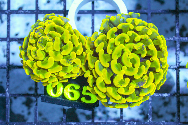 LIVE CORAL - WYSIWYG - 10.30.57