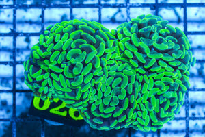 LIVE CORAL - WYSIWYG - 10.30.58