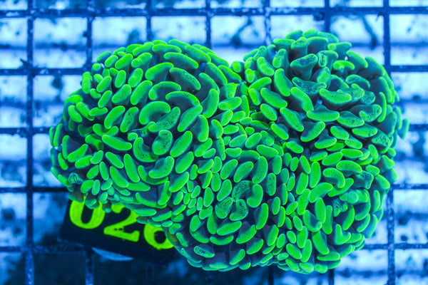 LIVE CORAL - WYSIWYG - 10.30.58