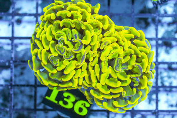 LIVE CORAL - WYSIWYG - 10.30.59