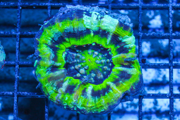 LIVE CORAL - WYSIWYG - 10.30.6