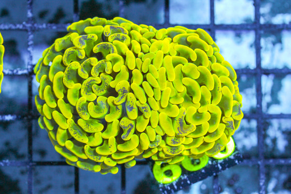 LIVE CORAL - WYSIWYG - 10.30.60