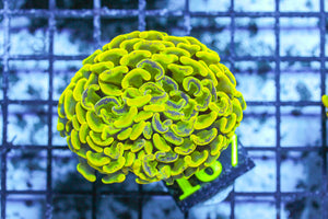 LIVE CORAL - WYSIWYG - 10.30.63