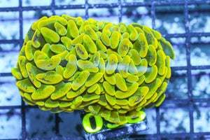 LIVE CORAL - WYSIWYG - 10.30.66