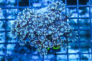 LIVE CORAL - WYSIWYG - 10.30.70