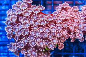 LIVE CORAL - WYSIWYG - 10.30.73