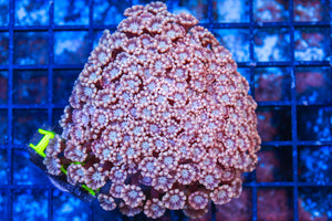 LIVE CORAL - WYSIWYG - 10.30.74