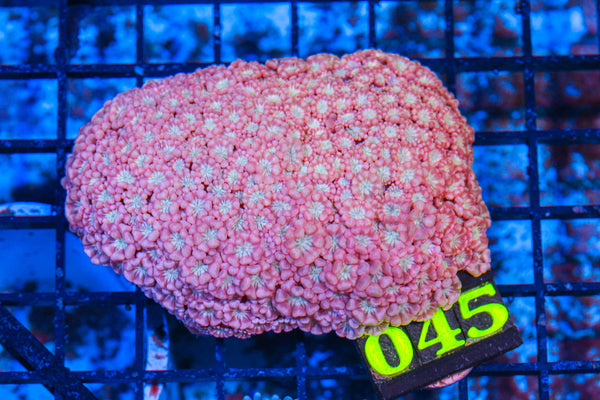 LIVE CORAL - WYSIWYG - 10.30.77